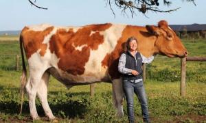 В Австралії виявили найбільшу корову у світі
