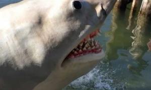 Вікторія Боня показала захопливе  відео з акулою