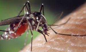 У Бразилії оголошено День національної мобілізації проти комарів