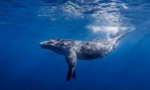 Неймовірне відео зявилось у Мережі: кити масово "вітають" людей на катері