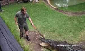 Австралієць зробив пропозицію своїй дівчині в загоні з крокодилом (відео)

