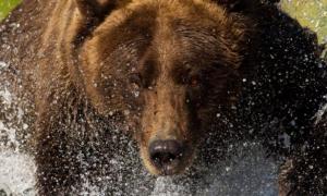 Скандинавські вчені шукають способи боротьби з діабетом і ожирінням у генах бурих ведмедів