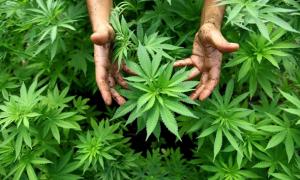 Каліфорнія проголосувала за легалізацію марихуани