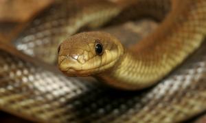Гігантська змія впала зі стелі на столик в кафе (відео)