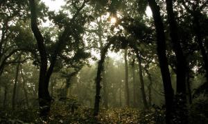 Учені виявили найвище тропічне дерево на планеті 
