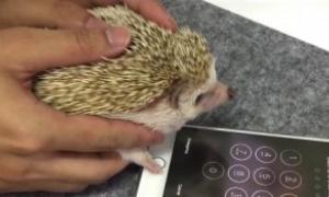 Їжак, який своєю лапою  розблоковує  iPhone, «підрвав» Мережу (відео)
