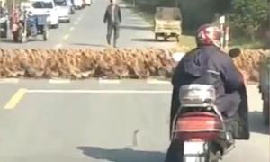 В Китаї 20 тисяч качок утворили пробку, переходячи дорогу по «зебрі» (відео)
