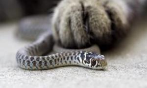 В Австралії кошеня врятувало господаря від укусу змії