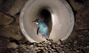У Новій Зеландії побудували перший підземний перехід для пінгвінів (відео)
