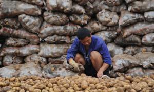 Жителі китайського міста допомогли старому фермерові продати 32 тонни картоплі за кілька годин