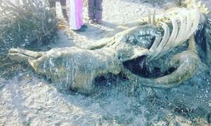 Невідому морську істоту величезних розмірів і з дзьобоподібним носом викинуло на берег Ільїнська (фото)