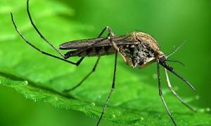 Комарі, які переносять вірус Зіка, здатні швидко адаптуватися до нового клімату
