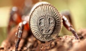 Китаєць знайшов павука, описаного ще за життя Конфуція