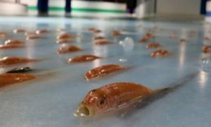 В Японії у ковзанці заморозили п’ять тисяч рибин
