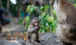 З австралійського зоопарку викрали карликових мавп