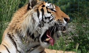 В Індії тигр образився через кинуту в нього жуйку і вистрибнув з клітки
