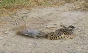 Мережу вразило відео з білкою, яка влаштувала полювання на змію
