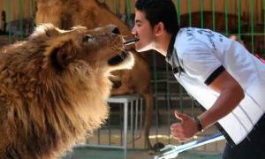 В єгипетському цирку лев розтерзав дресирувальника під час шоу (відео)