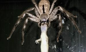 Мережу підкорили фото масивного павука-єгеря, який їсть ящірку 