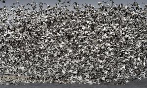Тисячі гусей загинули в токсичному озері Берклі-Піт у США
