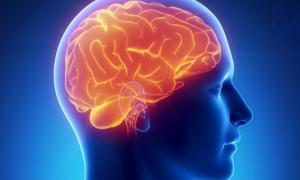 Учені розповіли, що спровокувало розвиток мозку людини