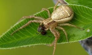 На острові Робінзон Крузо вчені знайшли літаючих павуків-привидів
