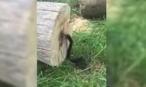 Усередині зрубаного дерева виявили страшне створіння (відео)