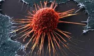 Прискореним діленням ракових клітин можна знищити пухлину