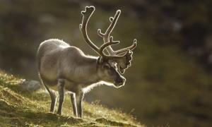 Популяція оленів у Норвегії втрачає вагу у зв’язку зі зміною клімату
