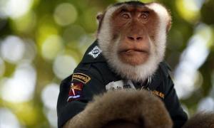 Науковці: мавпи можуть розмовляти як люди