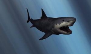 У Мексиці з дна річки «спливла» акула віком 5 млн років