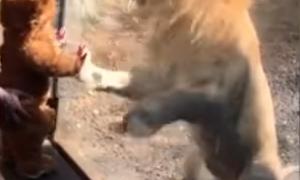 Малюк в одязі левеняти спантеличив лева в американському зоопарку (відео)
