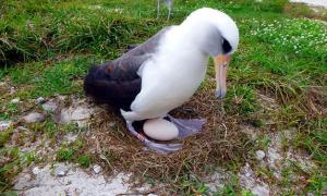 66-річний альбатрос збирається знову стати мамою 