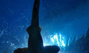 Рідкісну акулу-примару вдалося зняти на відео