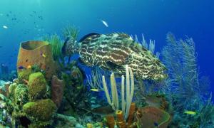 Вчені з Великобританії виявили на дні Індійського океану шість раніше невідомих видів тварин