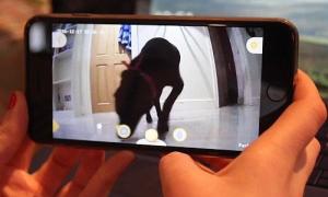 Господар за допомогою смартфона зможе спілкуватися з домашнім псом