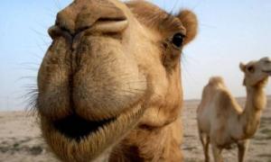 Учені: Верблюди можуть допомогти розробити ліки від раку
