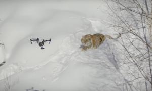 Амурські тигри влаштували полювання на безпілотник (відео)