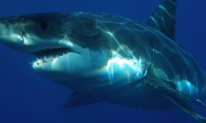 Чотириметрова акула напала на туриста в ПАР
