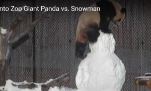 Канадська панда не поділила вольєр зі сніговиком (відео)