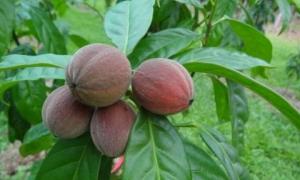 Вчені: Австралійські ягоди Hylandia dockrillii здатні знищити онкологію за тиждень