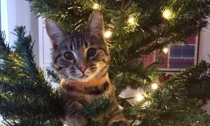 Мережу підкорило відео з котом, який атакує різдвяну ялинку