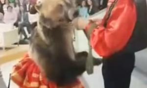 Ведмідь напав на жінку на зйомках російської телепередачі про кохання (відео)