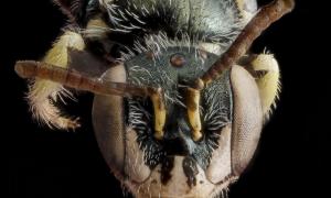 Вчені виявили пустельних бджіл, схожих на мурашок

