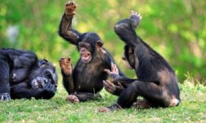Учені з’ясували, чому мавпи не можуть говорити