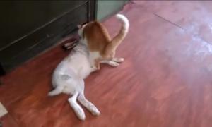 Мережу підкорило відео з котом, який намагається поцупити кролика
