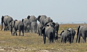 Стадо слонів атакувало непальське село
