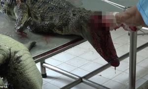 На в’єтнамській фабриці з крокодилів знімають шкіру живцем (відео)