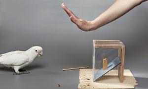 Учені: птахи можуть приймати «практичні рішення» (відео)