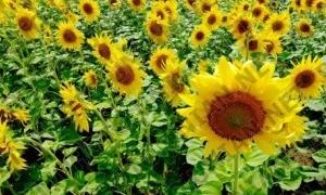 На Кіровоградщині один підприємець застрелив іншого